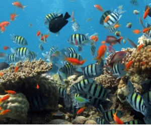  Bachelor of Science in Fisheries